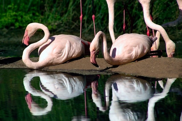 Free Nature Animal photo and picture