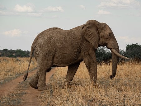 Natuur, Dieren In Het Wild, Dieren