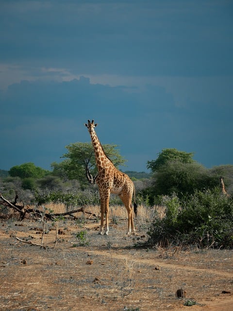 Giraffe, Natuur, Dier