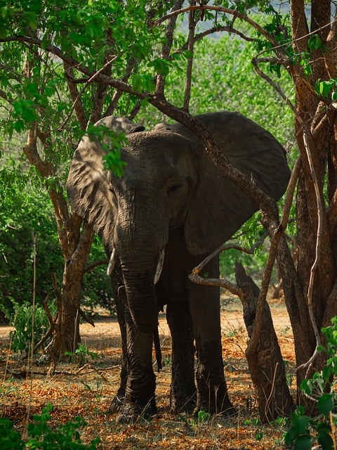 Natuur, Dieren In Het Wild, Dieren