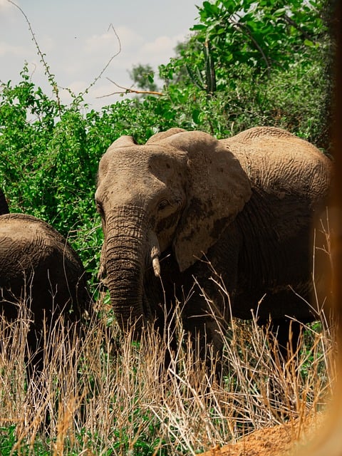 Natuur, Dieren In Het Wild, Dieren
