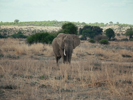 Natuur, Dieren In Het Wild, Dieren
