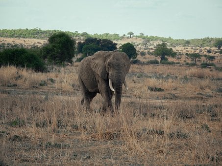 Natuur, Dieren In Het Wild, Dieren
