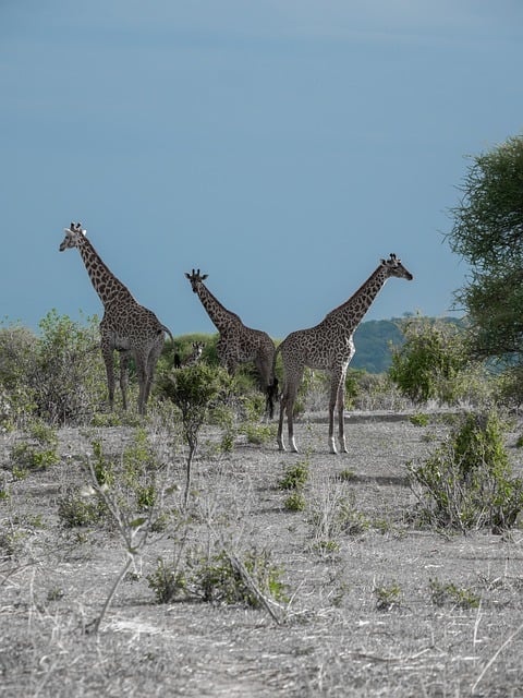 Natuur, Dier, Dieren In Het Wild, Afrika