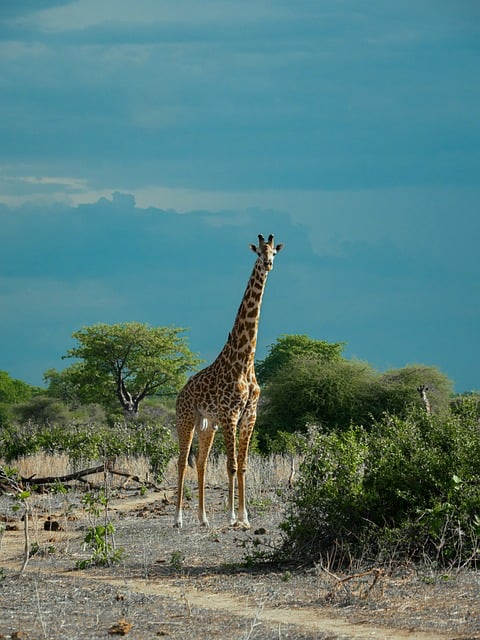 Giraffe, Natuur, Dier