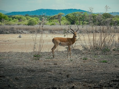 Herbivoor, Natuur, Dieren In Het Wild