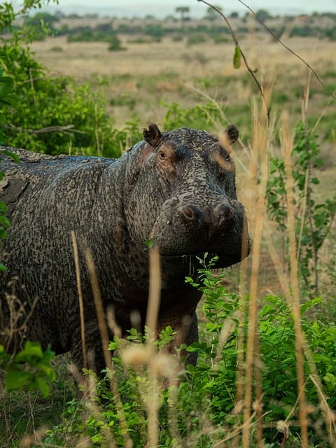 Nijlpaard, Natuur, Dieren In Het Wild