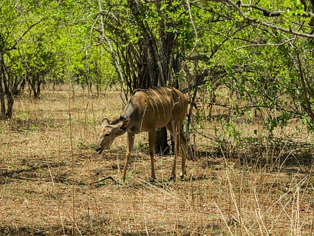 Hoorns, Dier, Natuur, Dieren In Het Wild