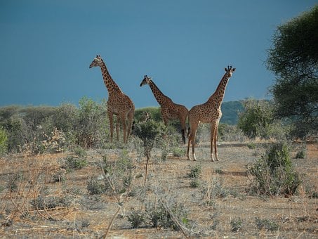 Natuur, Dier, Dieren In Het Wild, Afrika