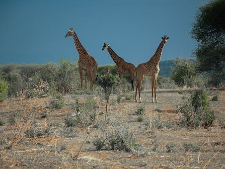 Natuur, Dier, Dieren In Het Wild, Afrika