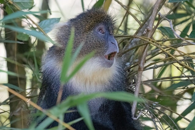 Free Africa Kenya photo and picture