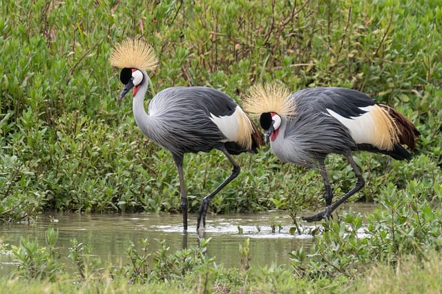 Free Africa Kenya photo and picture