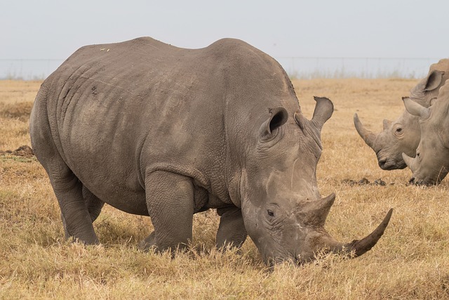 Free Africa Kenya photo and picture