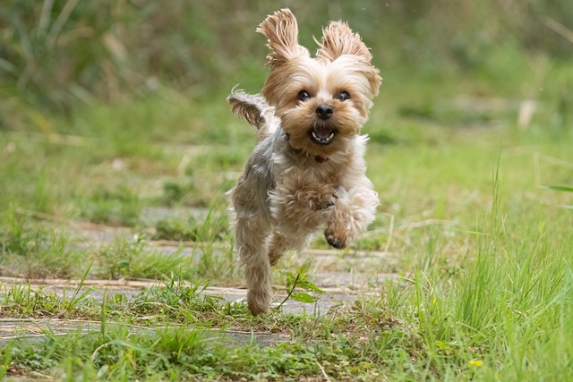 Free Animal Nature photo and picture