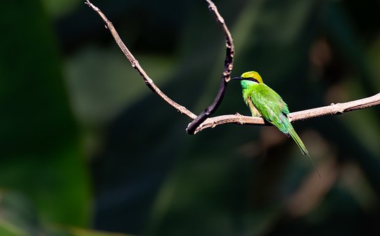 Free Green Bee Eater Asian Gree Bee Eater photo and picture