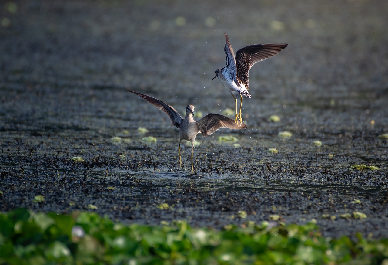 Download free HD stock image of Wood Sand Pipers Piper Free Wood Sand Pipers Piper photo and picture