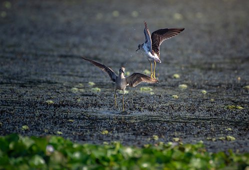 Free Wood Sand Pipers Piper photo and picture