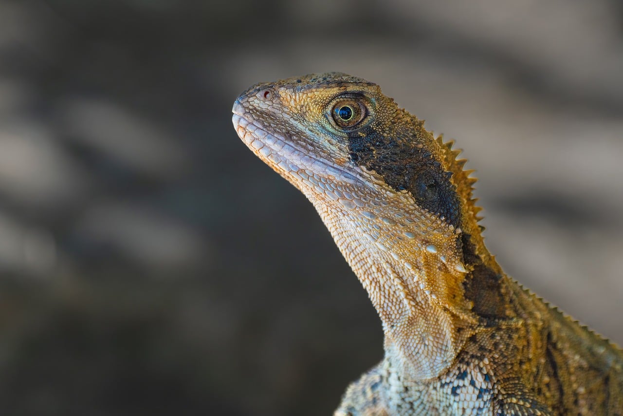 Alberta Lizard 20,000+ Free Lizard Head Detail & Lizard Photos - Pixabay