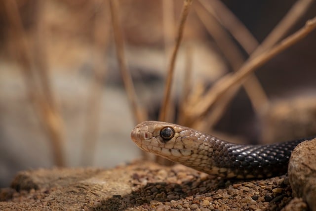 Free Eastern Brown Snake Snake photo and picture