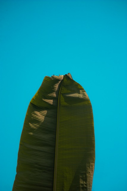 Free Banana Leaf Leaf photo and picture