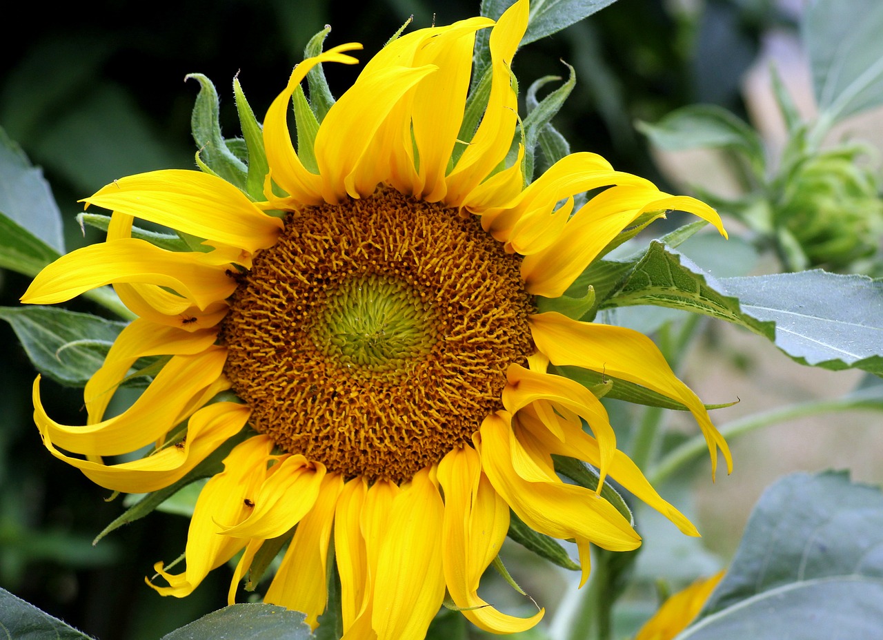 Sunflower Nature Flower - Free photo on Pixabay