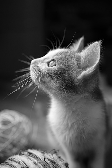 Gato, Gatinho, Bicho De Estimação
