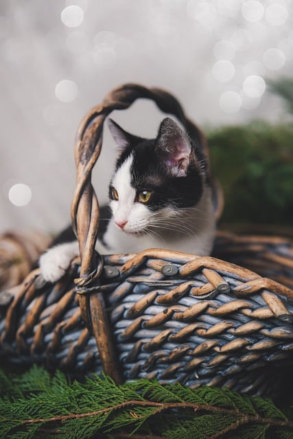 Gato, Gatinho, Felino