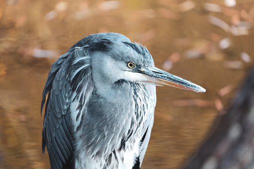 Free Grey Heron Heron photo and picture