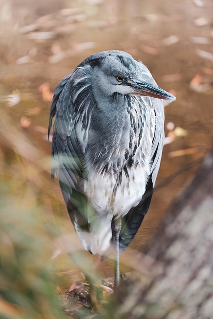 Free Grey Heron Heron photo and picture