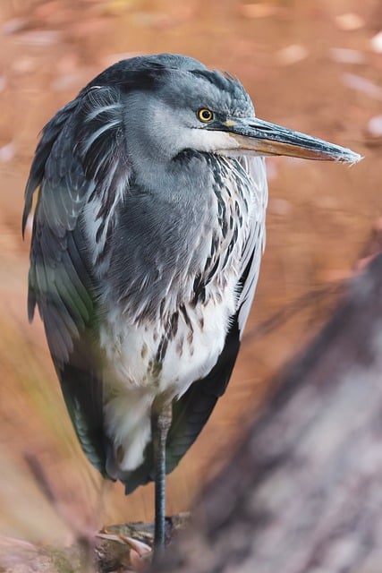 Free Grey Heron Heron photo and picture