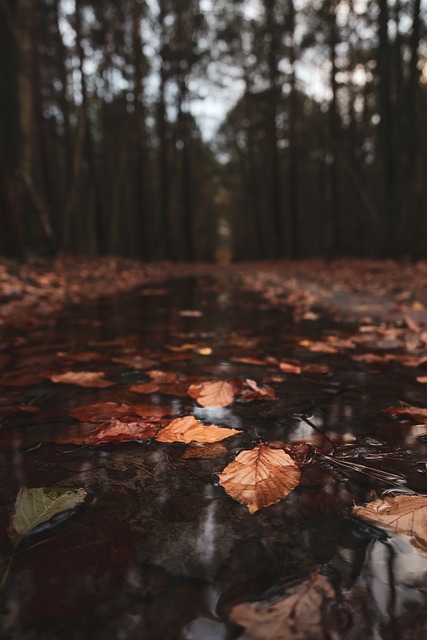 Free Fall Autumn Leaves photo and picture