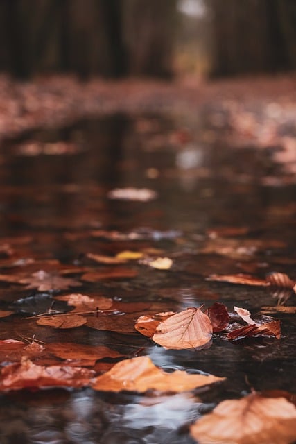 Free Fall Autumn Leaves photo and picture