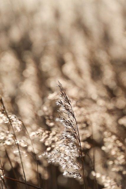 Free Reed Grass photo and picture