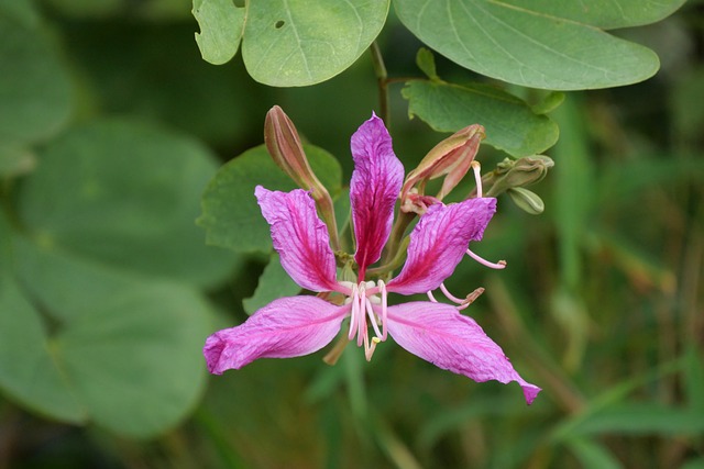 Free Bauhinia Flower photo and picture