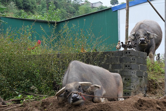 Free Buffalo Vietnam photo and picture