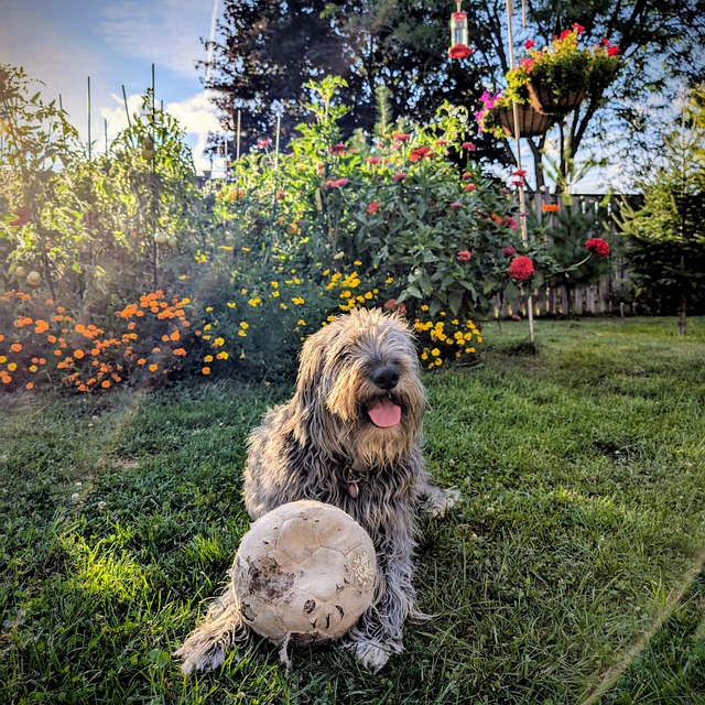 Free Dog Dog Love photo and picture