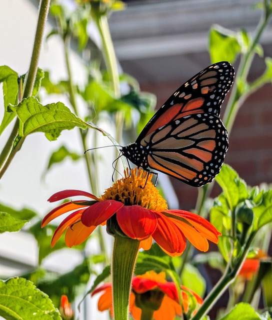 Free Monarch Butterfly photo and picture