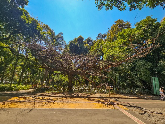 Baum, Natur, Park, Schatten, Sonne, Rohr