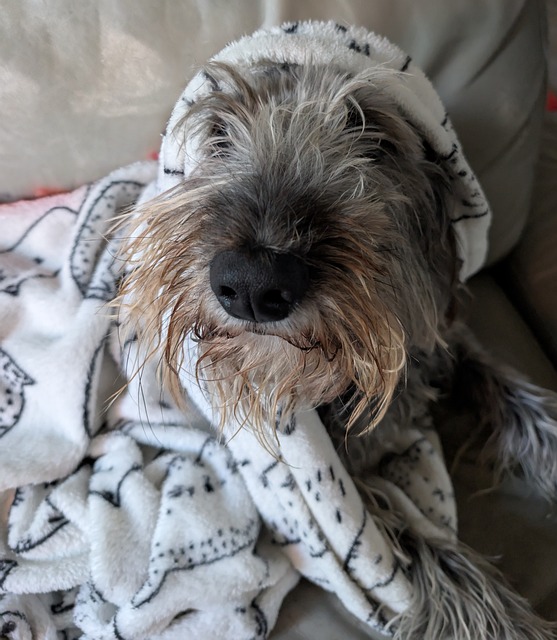 Free Fuzzy Dog Cute Dog photo and picture