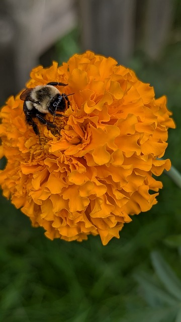 Free Bee Bumble Bee photo and picture