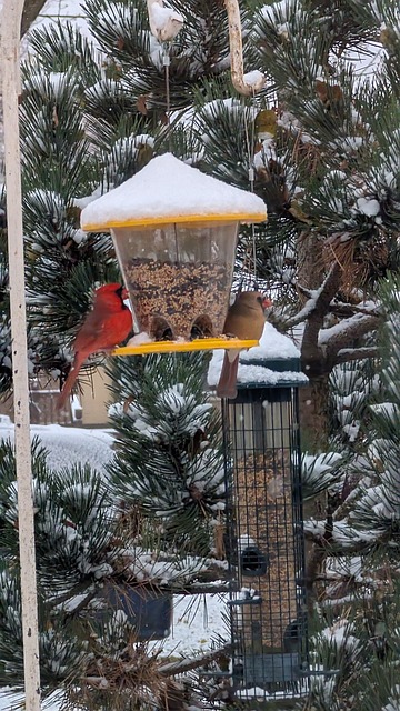 Free Winter Birds photo and picture