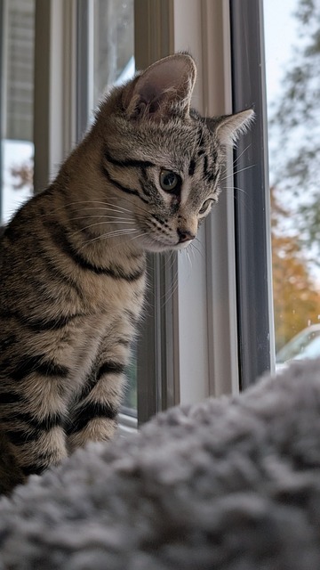 Free Kitten Tabby Kitten photo and picture