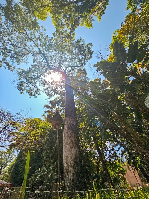 Baum, Sonne, Himmel, Wald, Blätter