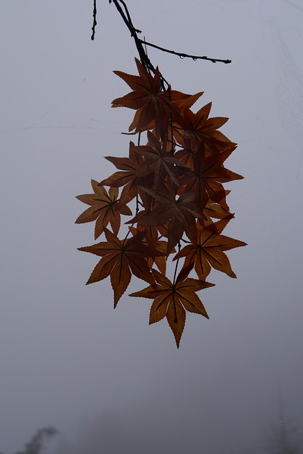 Free Maple Leaves photo and picture