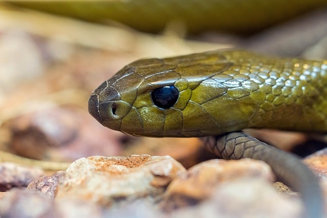Free Snake Inland Taipan photo and picture