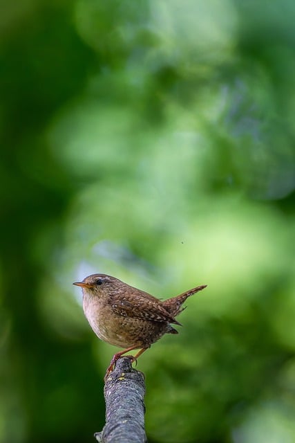 Free Eurasian Wren Bird photo and picture
