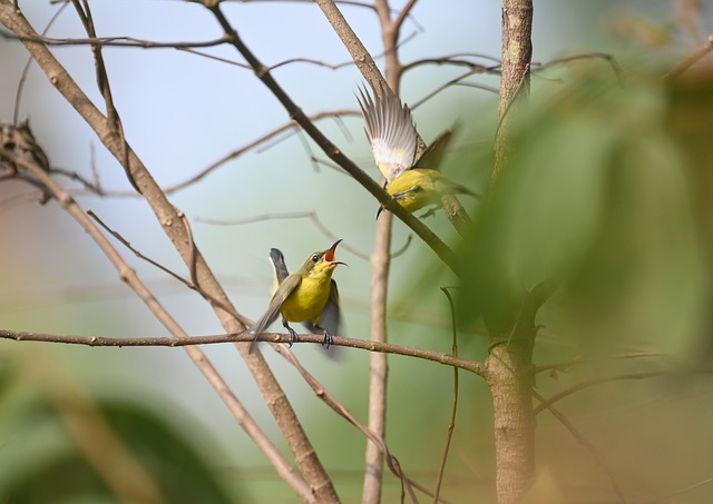 Natuur, Dieren In Het Wild, Vogel, Boom