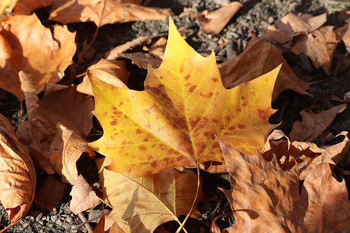 Otoño, Naturaleza, Sale De