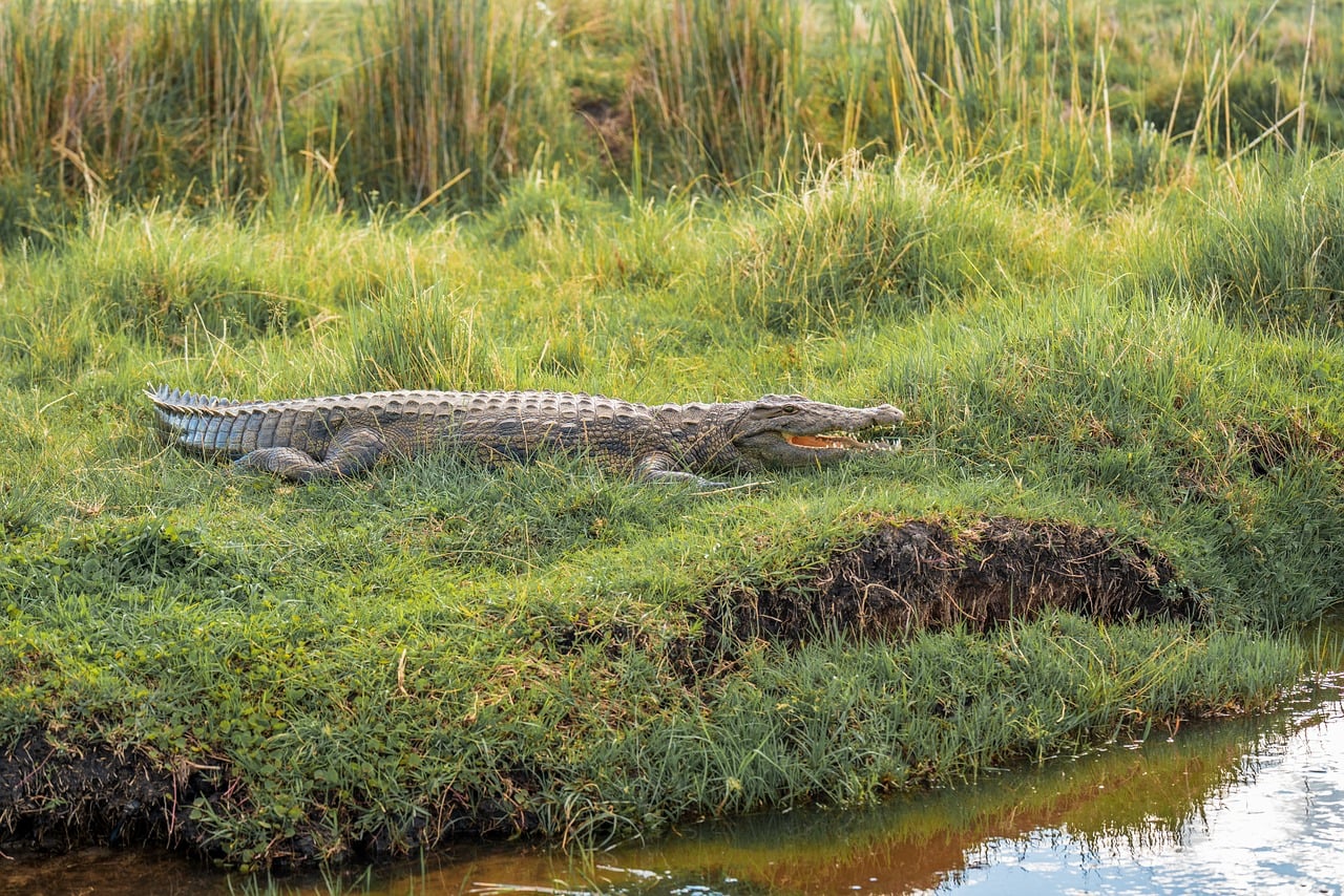 Crocodiles - free online jigsaw puzzle photo
