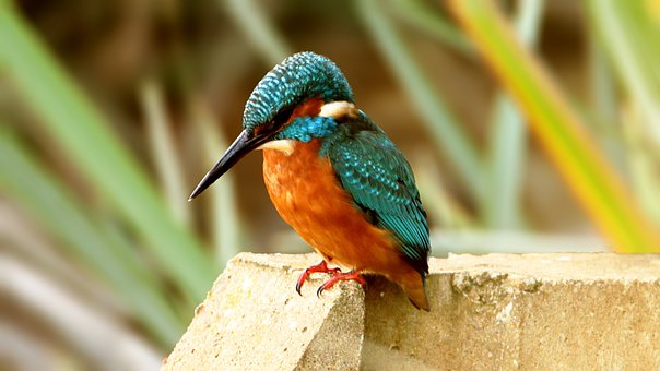 Free Nature Bird photo and picture